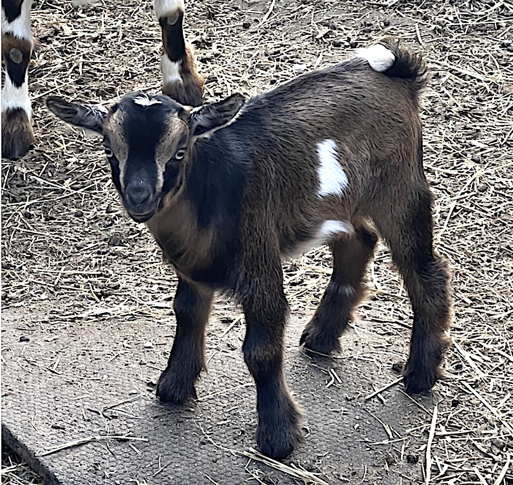 One of the baby Nigerian dwarf goats at Wakeman Town Farm.