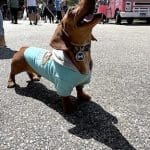 ‘Paws’ Your Day: Town clerk reminds dog owners to get their annual license