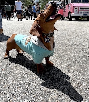 Dog license / featured image