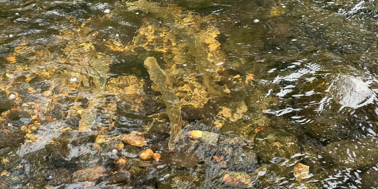 Sea lamprey, an ancient species, spawn in Saugatuck River