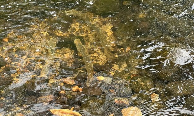 Sea lamprey, an ancient species, spawn in Saugatuck River