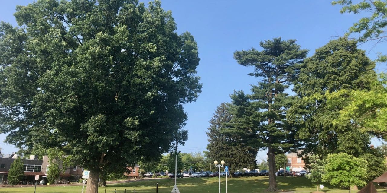 Tree Board not consulted on downtown parking plan