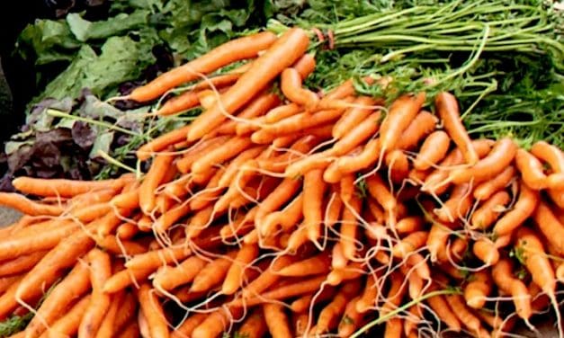 Fresh as fresh gets: Wakeman Farmstand opens Saturday
