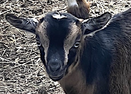 Meet the new ‘kids’ down on the farm