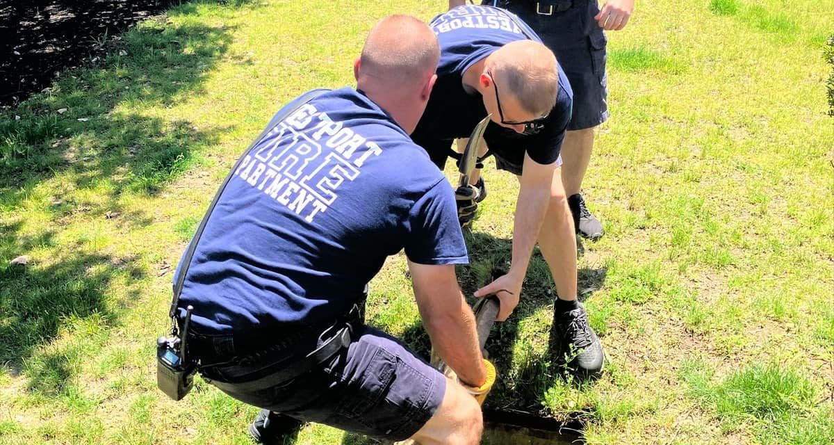 Firefighters free fine feathered friend
