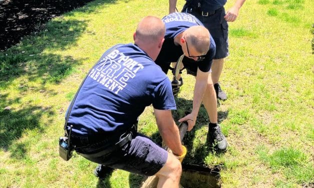 Firefighters free fine feathered friend