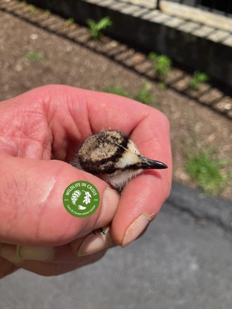 The rescued baby killdeer. / Contributed photo