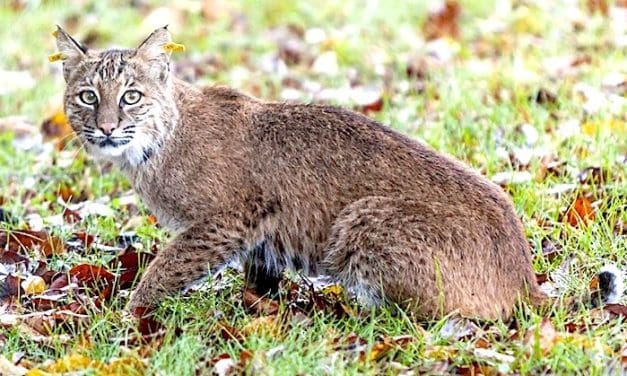 Wildlife advisory: Bobcat, coyote sightings on the rise in Westport
