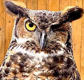 Help injured raptors at Earthplace feather their nests