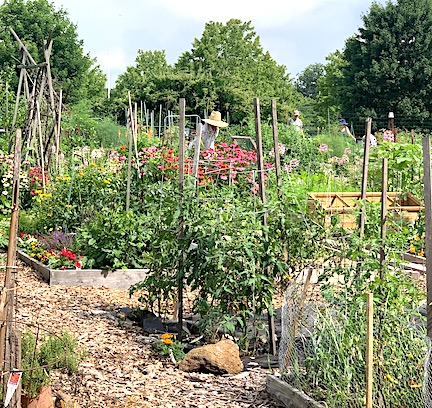 Westport Community Gardens / featured image