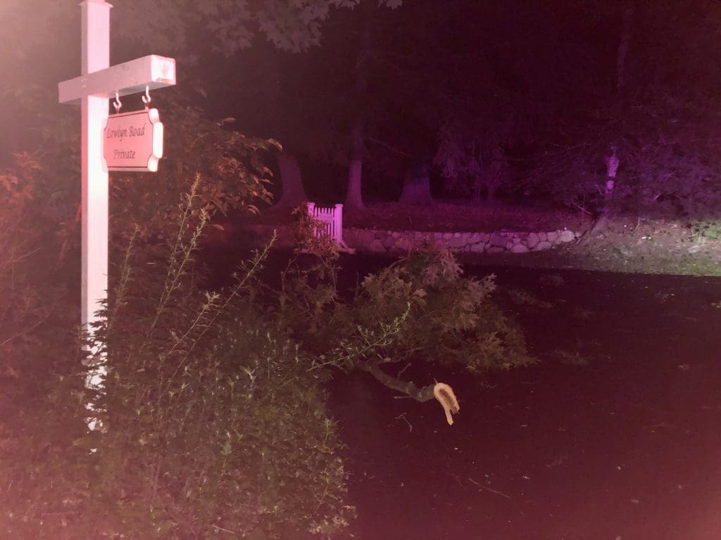 A smaller limb down on Lowlyn Road.