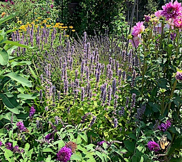 Public invited to visit Westport Community Gardens on Sunday