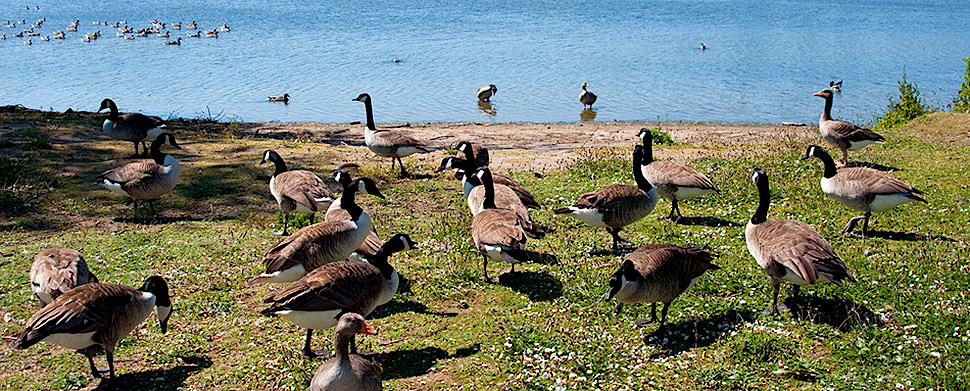A wild goose chase? Town inks pact to control Canada Geese | Westport ...