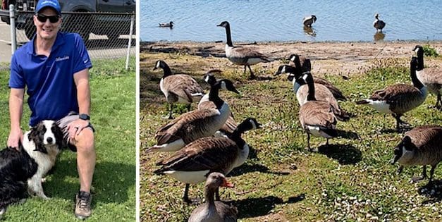 A wild goose chase? Town inks pact to control Canada Geese