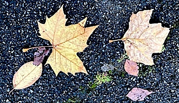 Autumn fallout: A Westport guide to leaf disposal