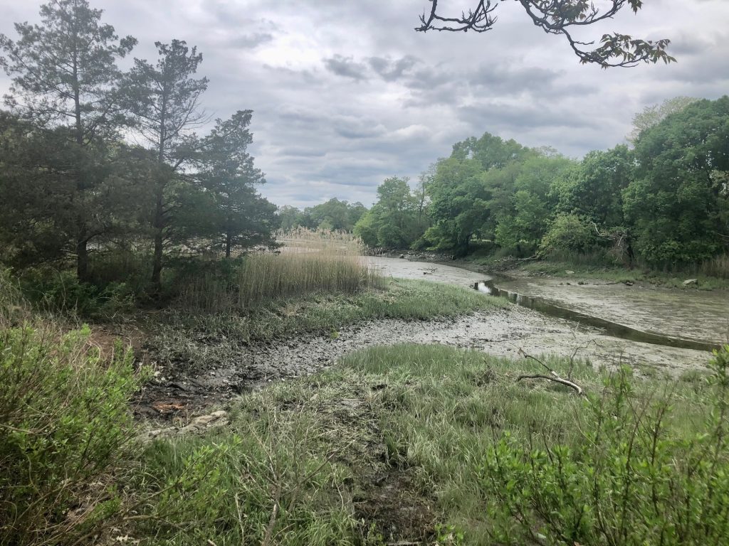 Gray's Creek after the work.