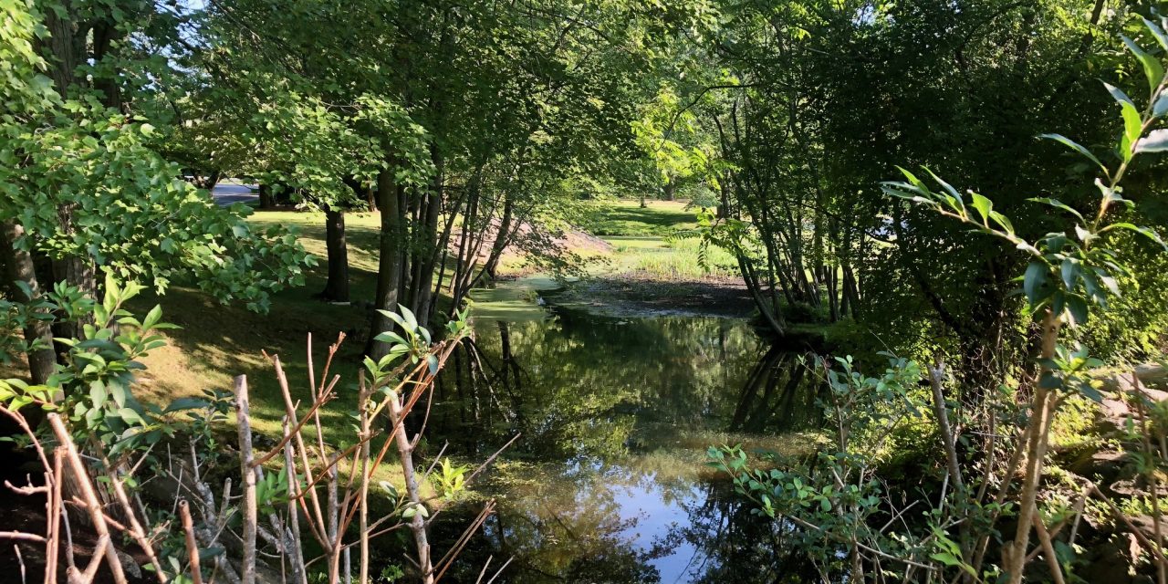 Town wants to clear Pussy Willow Brook to ease flooding