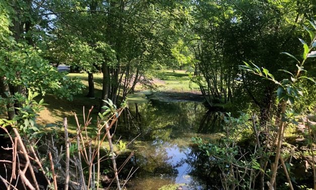 Town wants to clear Pussy Willow Brook to ease flooding