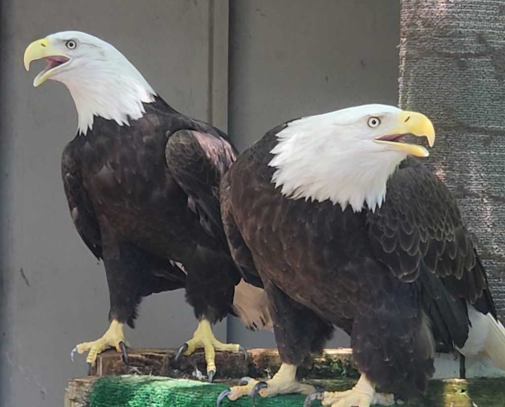 Chatty and Cerena, bald eagles at Earthplace.