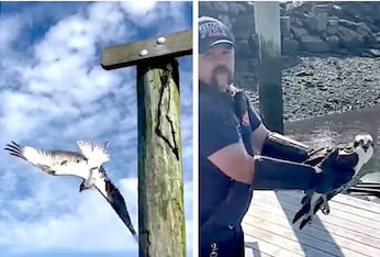 Westport firefighters rescue raptor in distress
