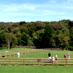 P&Z considers amendment allowing fenced dog areas in town parks