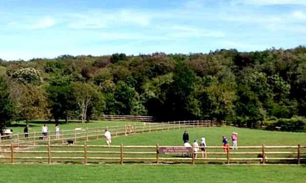 P&Z considers amendment allowing fenced dog areas in town parks