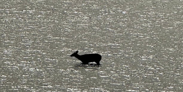 Deer takes Christmas Eve jaunt through frosty Compo waters
