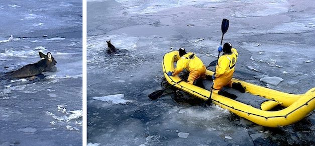 Deer trapped in frozen Saugatuck River freed by firefighters