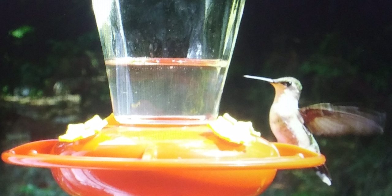 Cultivating with Kerri: Creating a backyard haven for hummingbirds
