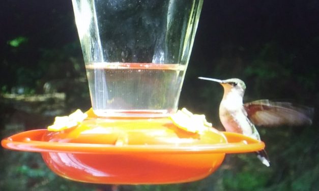 Cultivating with Kerri: Creating a backyard haven for hummingbirds
