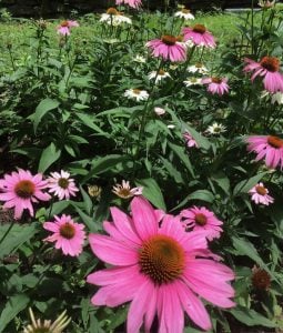 Some coneflower in Kerri’s Connecticut garden. The flower attracts hummingbirds and other pollinators.