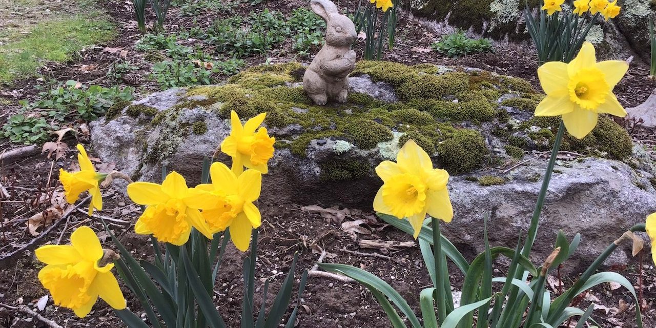 Cultivating with Kerri: Daffodils are nature’s welcome to springtime