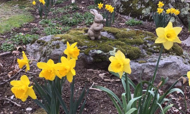 Cultivating with Kerri: Daffodils are nature’s welcome to springtime