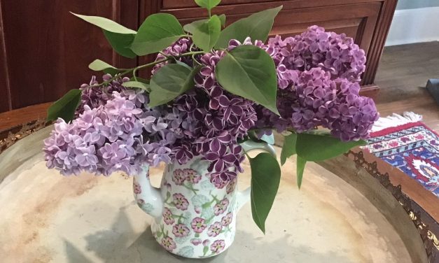 Cultivating with Kerri: Lilacs provide the scent of spring
