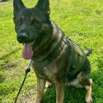 Westport’s K-9 officer receives ballistic vest donation