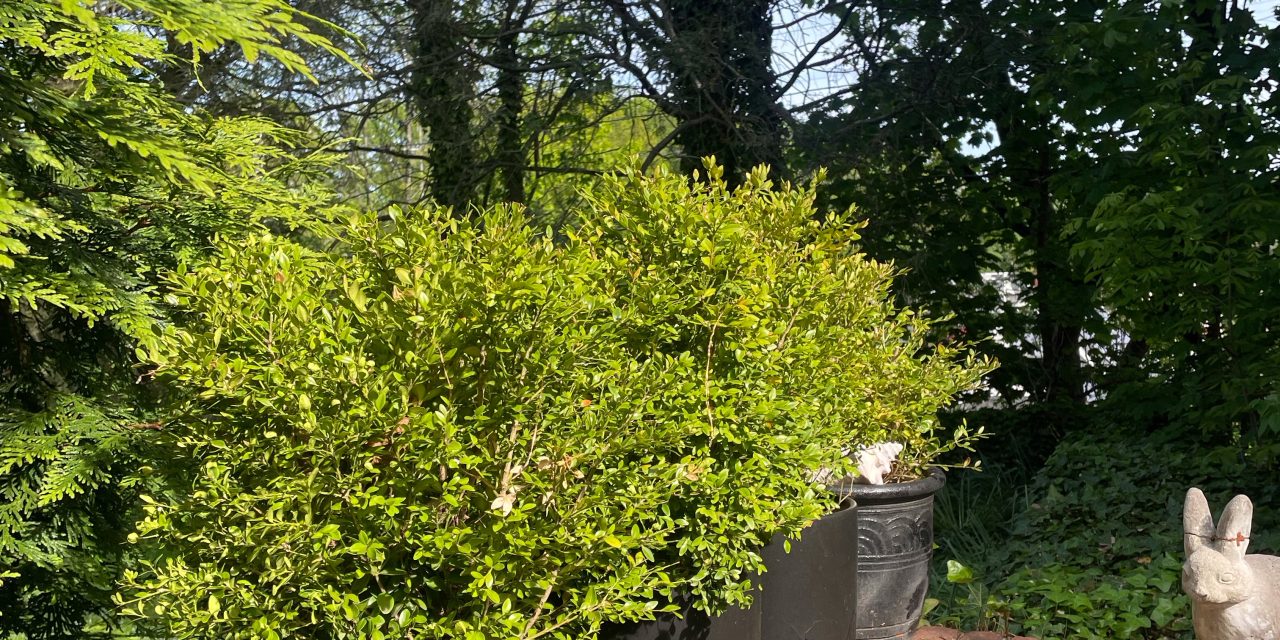 Cultivating with Kerri: Using containers for your veggie and herb garden