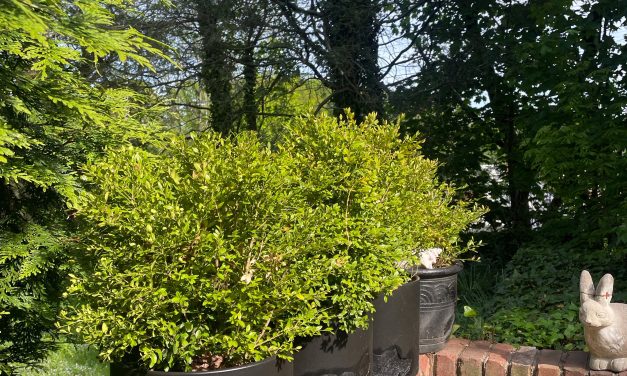 Cultivating with Kerri: Using containers for your veggie and herb garden