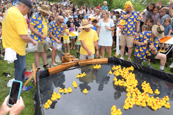 Duck race contestants nearing the finish line