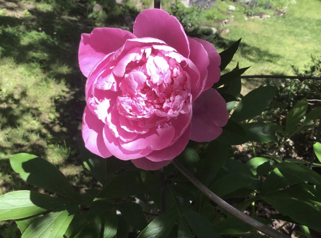 Peony flowers remind Nathalie Fonteyne of her late mother - 
Photo Kerri Williams