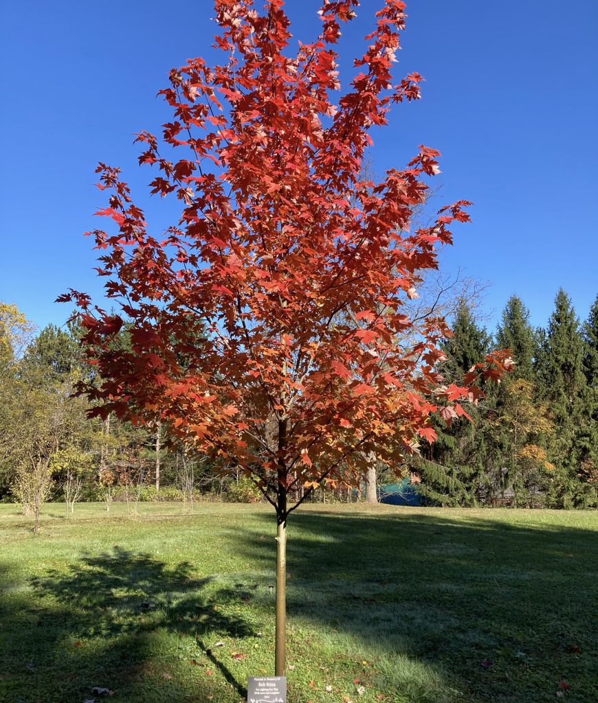 One of three red maples planted in Kerri’s yard to honor special people - 
Photo Kerri Williams