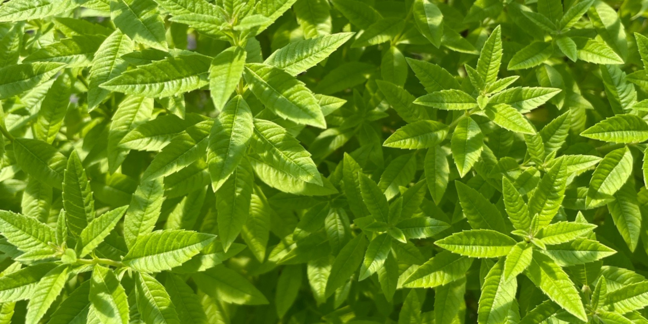 Cultivating with Kerri: herbs for every garden