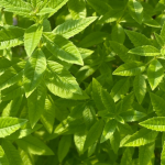 Cultivating with Kerri: herbs for every garden