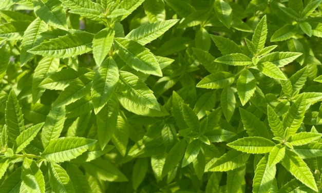Cultivating with Kerri: herbs for every garden