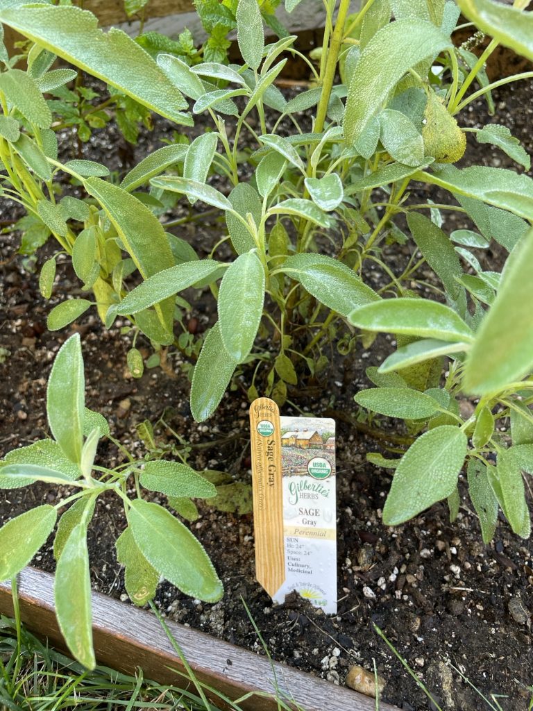 Sage growing in Cathy Gilbertie Knipper's garden