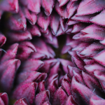 Cultivating with Kerri: Paul Rossi and dahlias