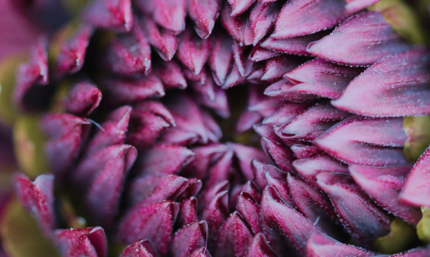 Cultivating with Kerri: Paul Rossi and dahlias