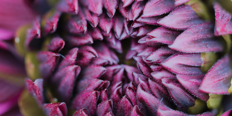 Cultivating with Kerri: Paul Rossi and dahlias