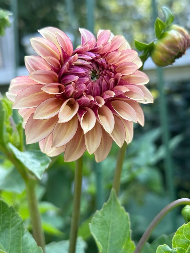 A dahlia growing at Paul’s home in Westport - Photo Paul Rossi