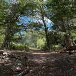 Earthplace calls: Help remove invasives, tend trails next Saturday