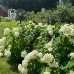 Cultivating with Kerri: Hydrangea Heaven